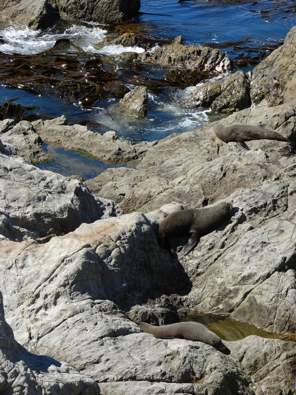 241seals