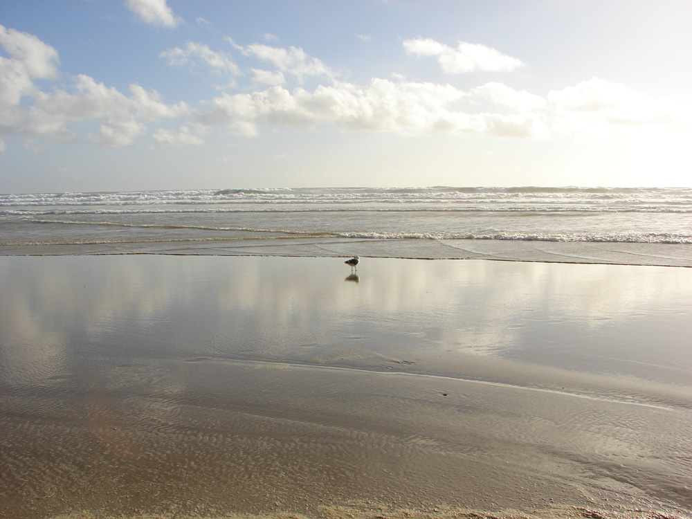 392birdy_on_beach