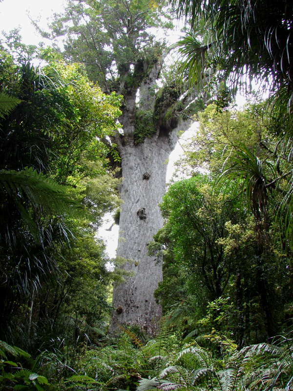396bigtree