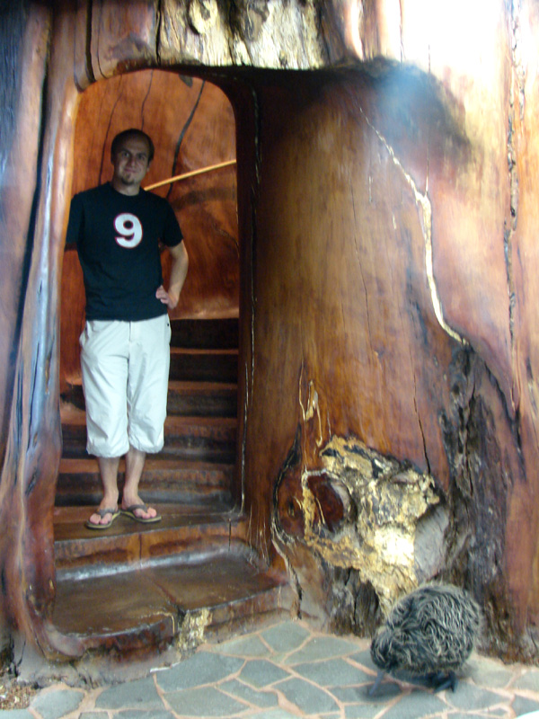 406another_kauri