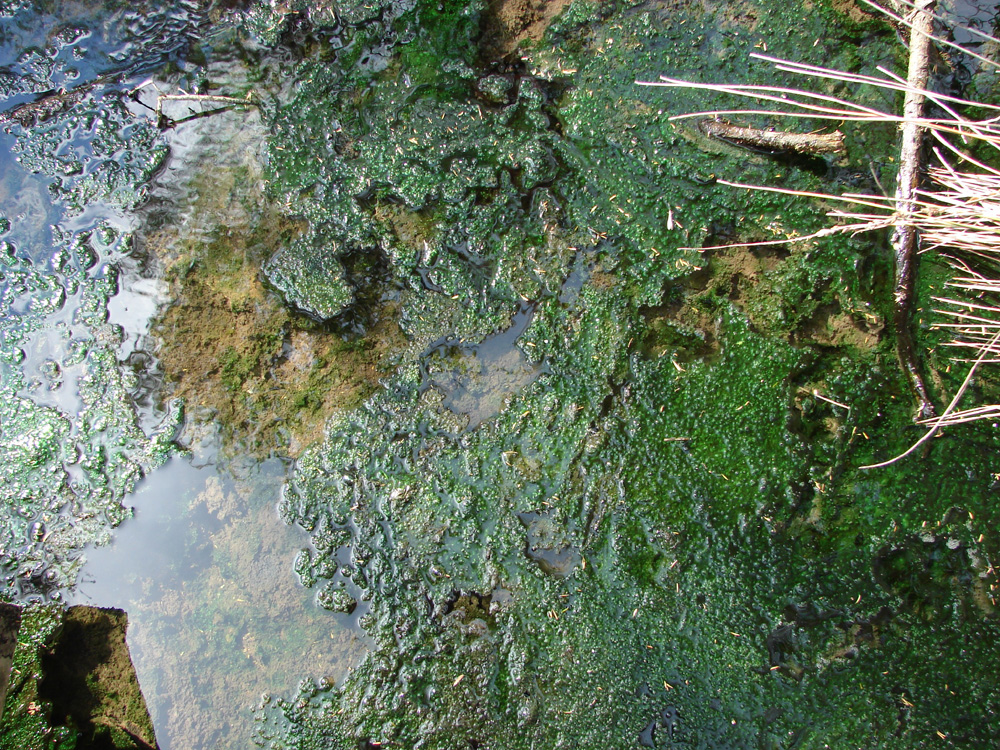 509green_moss