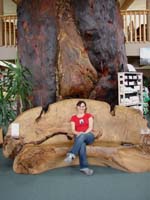 407kauri_tree