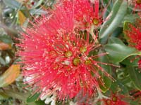 415_flower