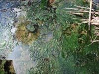 509green_moss